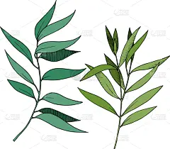 枝,叶子,桉树,黑白图片,壁纸,植物,夏天,草图,雕刻图像,剪影