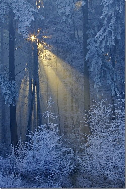 冬天的树，冬天和阳光