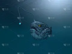 深海鮟鱇,安康鱼,野生动物,水平画幅,水肺潜水,无人,绘画插图,水下,野外动物,深的