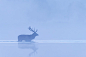 Red Deer Hart (Cervus elaphus) Crossing Misty Lake, Saxony, Germany