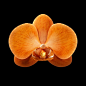 Flora - Orchid :: Behance