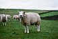 herd of sheep on green grass field during daytime