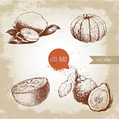 手绘素描风格的柑橘水果套装。半个柠檬，酸橙，去皮的橘子，橘子和佛手柑。载体有机食品插图。