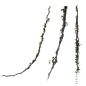 藤蔓2