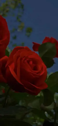 黑夜中的浪漫红风景壁纸_手机壁纸_风景静物手机壁纸_我要个性网