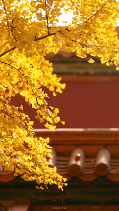 shamoon花采集到节日