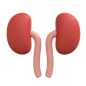 Stomach 3D Illustration