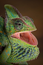 Chameleon (Blepharopsis)