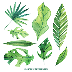 Amelia_c采集到绘画-植物素材