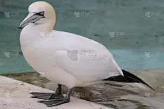 塘鹅动物野生鸟类孤立的壁纸飞行的鸟惊人的背景