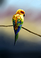 羽毛,动物,一只动物,环境保护,鸟类_1dc7c6ab0_鹦鹉_创意图片_Getty Images China