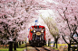 岚山小火车搭乘攻略 : 日本人似乎有很强的铁路情节。在现代日本的快节奏社会中，稳定快速的交通方式成为了日常出行的首选，但在旅途中，更多人还是倾向选择带有复古色彩的老式铁路火车。从日本各地别具特色的观光列车就可以看出，日本...
