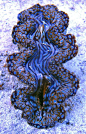 Blue squamosa clam | Under The Sea O○º