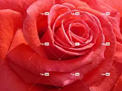 玫瑰 笔记本电脑壁纸 花瓣 酷背景 花 开花 高清壁纸 Mac壁纸