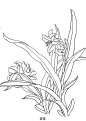 工笔白描花卉