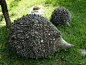 Stone hedgehogs for the garden