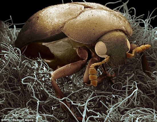3D微距拍家庭昆虫：家具甲虫外形丑陋