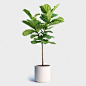 Fiddle-Leaf-Fig-Tree-Norden-Ceramics-White