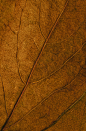 Photo by Omid Armin on Unsplash : Texture of Autumn leaf. Download this photo by Omid Armin on Unsplash