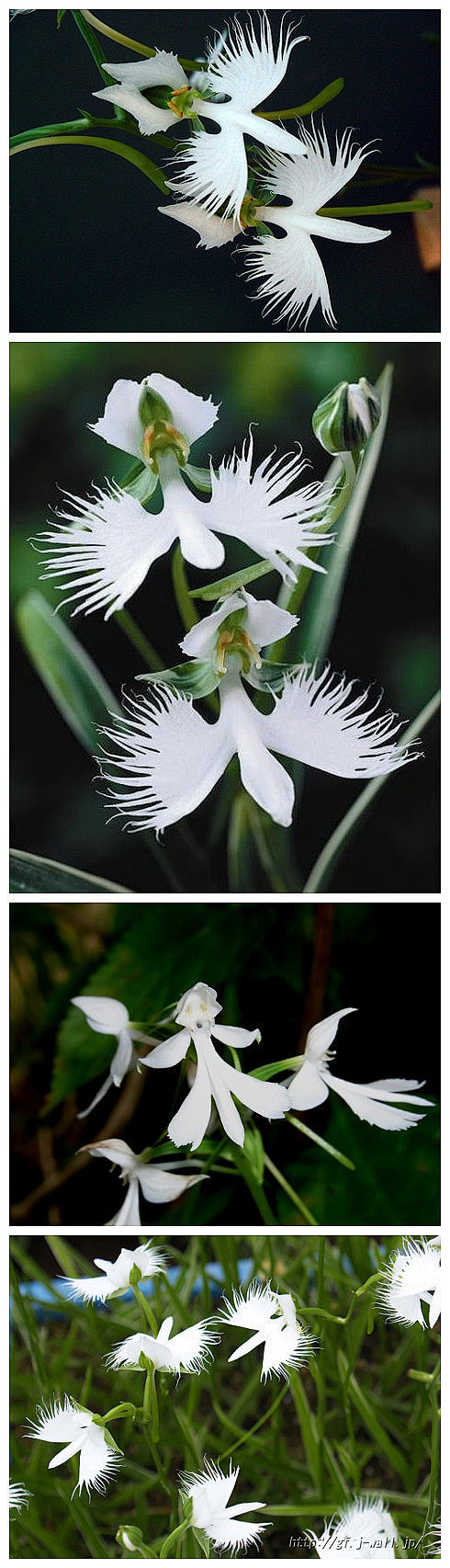 百花之——鹭草
别称：鹭兰、日本鹭草、狭...