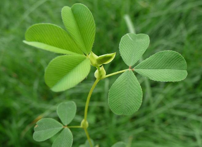 苜蓿草
