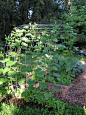 Cucumber Trellis (pics) - Vegetable Gardening Forum - GardenWeb  This wide trellis discourages the worms, makes finding and picking easier and adds a lovely shade spot below for time out in the garden!