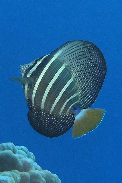 Sailfin