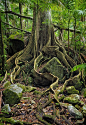 rainforest tree roots