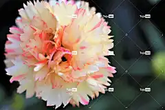 黄色粉红色的康乃馨 花 美丽的花朵 盛开 早晨 花卉背景 花壁纸