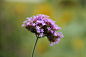 柳叶马鞭草
学名：Verbena bonariensis
英文名：Purpletop verbena、Brazilian Verbena、Tall Verben
别名：南美马鞭草、长茎马鞭草、一丈马鞭草、巴西马鞭草
科属：马鞭草科（Verbenaceae） 马鞭草属（Verbena）
原产地：中美洲至南美洲阿根廷
