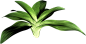 #草类# #植物PNG# #PNG素材# #绿叶# #藤蔓# #叶子PNG# #花朵# #薰衣草# #玫瑰# #花PNG#
