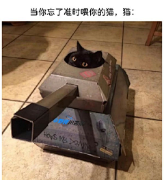 槌豆豆·采集到猫狗小动物