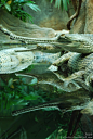 How many gharials are there? by Allerlei