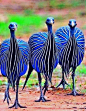 La Pintade vulturine est une espèce d'oiseaux galliformes de la famille des numididae, seul membre du genre Acryllium. Nom...