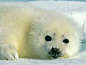 Photo: A baby harp seal rests on the Arctic ice