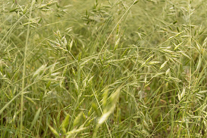 spike_grass