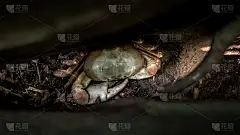 在树上睡觉的毛腿山蟹