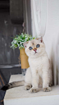 猫咪 猫 幼猫奶猫 猫猫  大猫 可爱 动物 宠物 壁纸