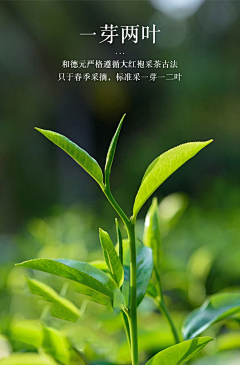 早晨薄霧采集到乌龙《茶》