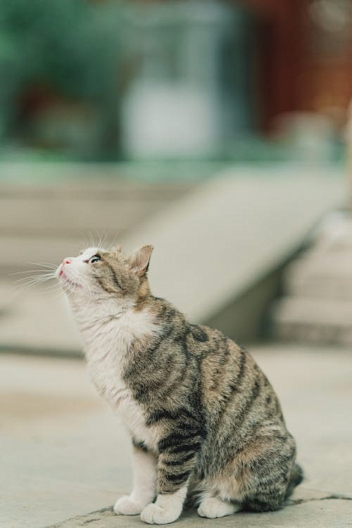 小猫咪抬头看