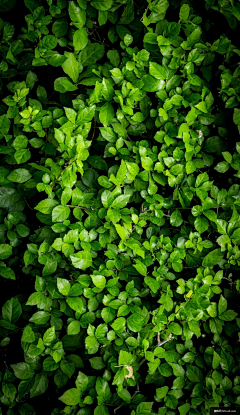 阿旺困告告采集到plant/植物花卉素材