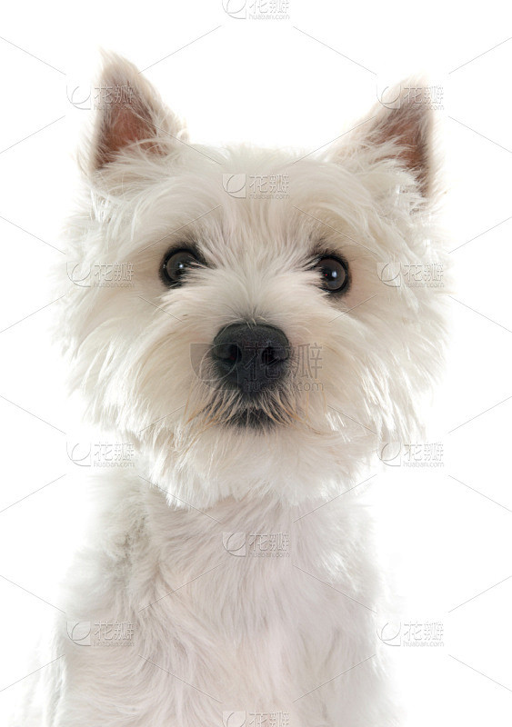 西高地白猎犬,白色,宠物,纯种犬,梗犬,白色背景,背景分离,垂直画幅,图像,狗