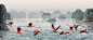 flamingo : Flamingos in Halong bay's landscape.Panoramic Vector illustration. Landscape with flamingos.As a basis for the background, Ha Long Bay in the morning fog. A place where there is an atmosphere of calm and silence, and only the flamingos in the f