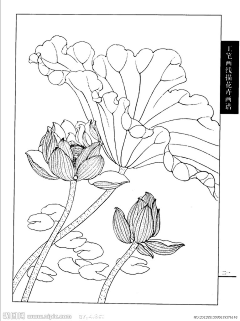 豆豆很暖心采集到白描花卉
