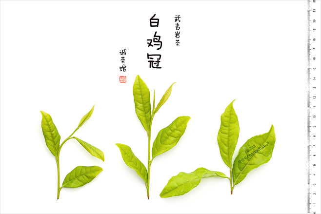 图鉴|诚茶馆 茶谱|新青年[科学/文艺]...