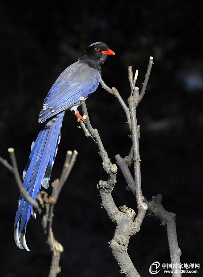 中国神话传说中的青鸟——红嘴蓝鹊