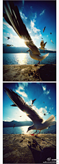 堆糖网：#堆糖风景册#摄影师Wuhujun在海埂大坝上用鸥粮将海鸥引诱到镜头前面，用广角镜头抓住了它展翅的一瞬间。 来自糖友@紫菜小姐M 的收集 （Wuhujun 摄影） >>> http://t.cn/zOydnm8