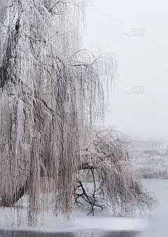 树垂柳冬天景观