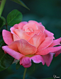 ~~ pink rose by *Yumi* ~~