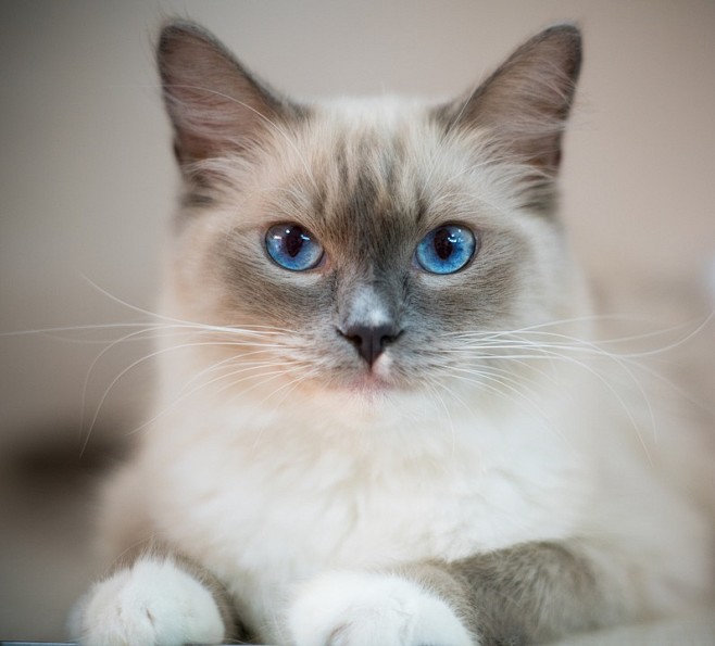 蓝眼睛的猫咪, 动物, 布偶猫